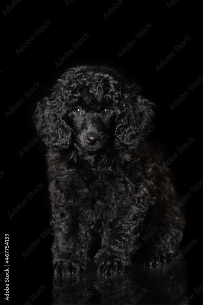poodle puppy sitting on black background poodle puppy sitting on black background