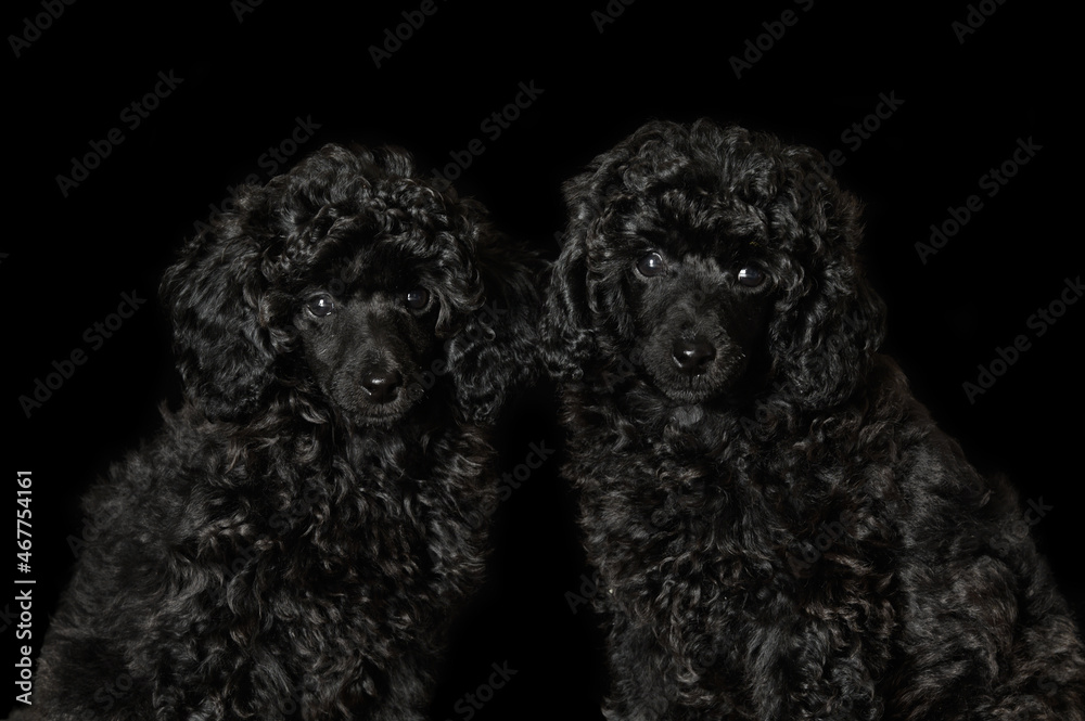 two poodle puppies portrait on black background two poodle puppies portrait on black background