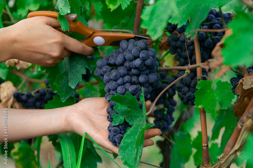 close-up man picking red wine grapes on vine in vineyard.harvest of blue grapes. fields vineyards ripen grapes for wine