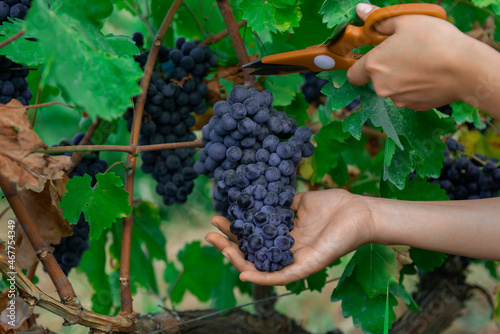 close-up man picking red wine grapes on vine in vineyard.harvest of blue grapes. fields vineyards ripen grapes for wine