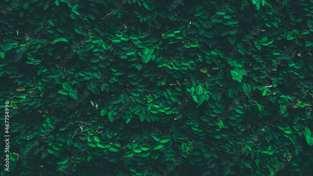 dark green abstract foliage nature background