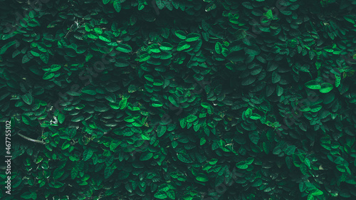 dark green abstract foliage nature background
