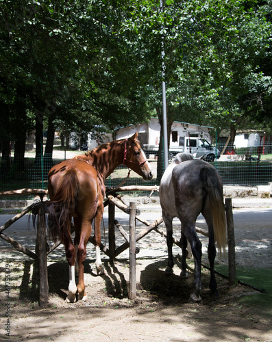Cavalli © Luciano Avolio