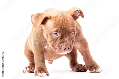 A brown American bully puppy stands calmly and looks at the viewer. Isolated on a white background photo