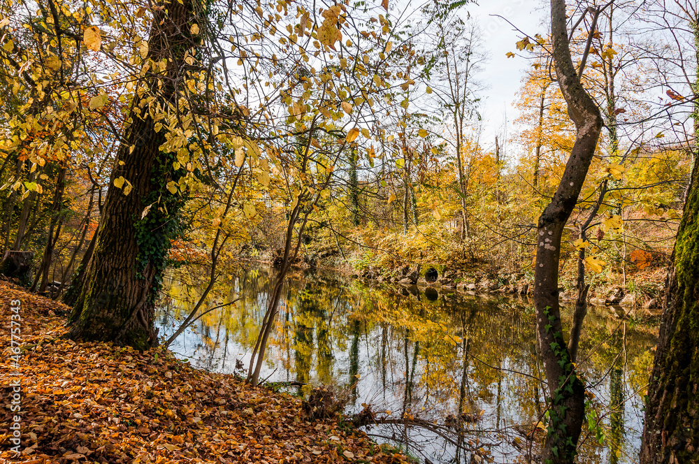 Obraz premium Münchenstein, Birs, Fluss, Birstal, Baselland, Arlesheim, Reinach, Wald, Waldweg, Auwald, Uferweg, Wanderweg, Renaturierung, Herbst, Herbstfarben, Herbstlaub, Herbstsonne, Dorf, Basel, Schweiz