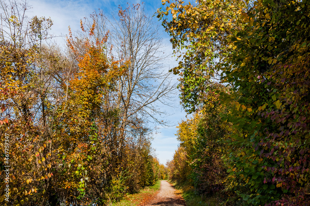 Münchenstein, Wald, Waldweg, Auwald, Laubbäume, Birs, Birstal, Baselland, Herbst, Herbstfarben, Herbstsonne, Wanderweg, Schweiz Münchenstein, Wald, Waldweg, Auwald, Laubbäume, Birs, Birstal, Baselland, Herbst, Herbstfarben, Herbstsonne, Wanderweg, Schweiz