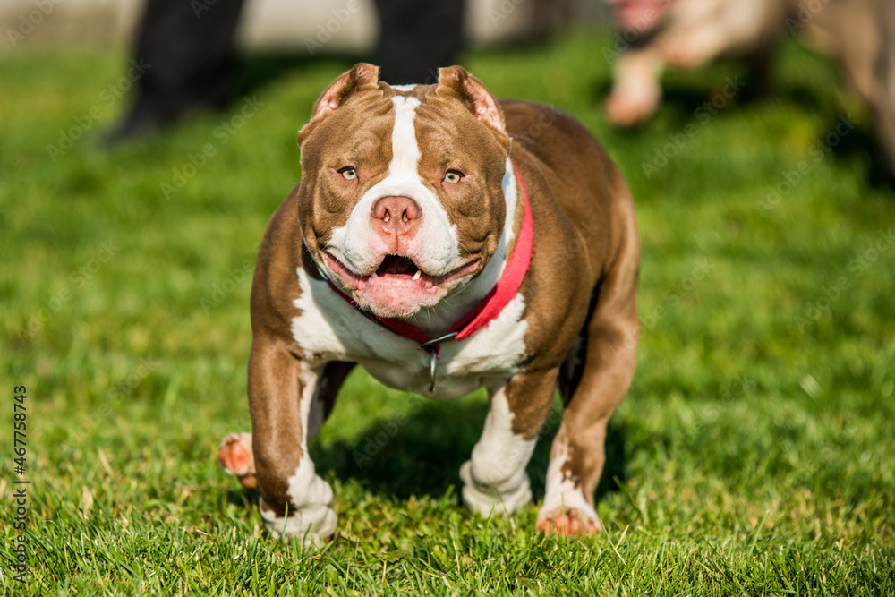 Chocolate color male American Bully puppy dog is moving
