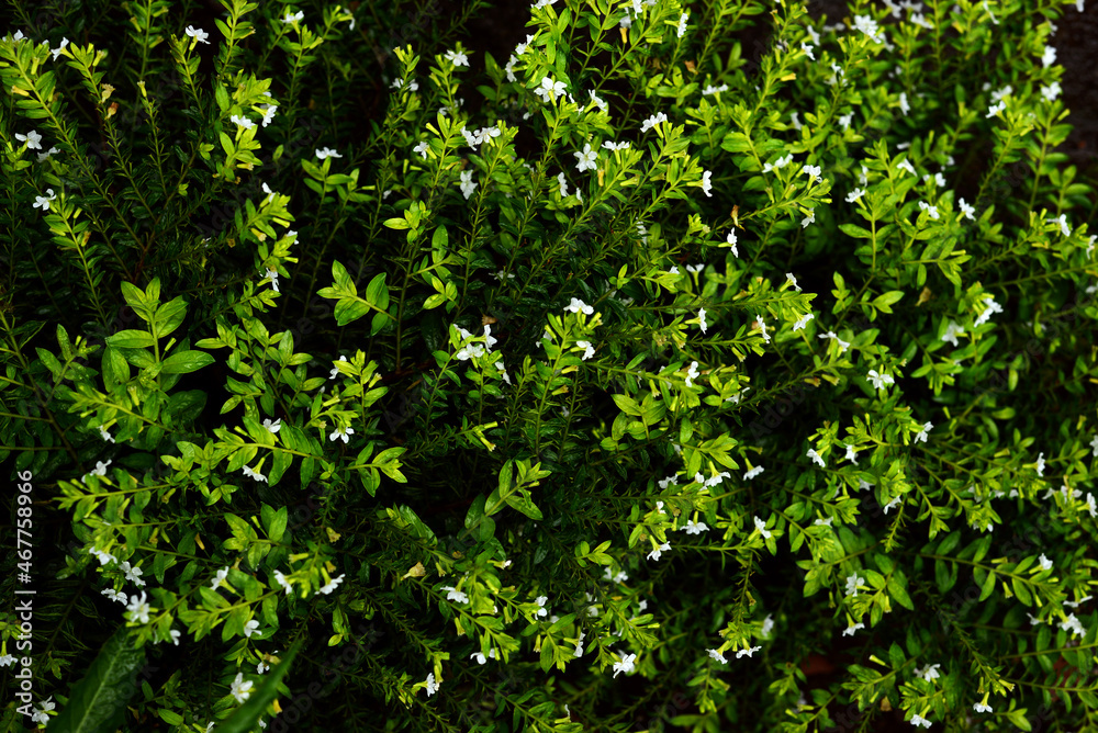 Obraz premium green ivy leaves