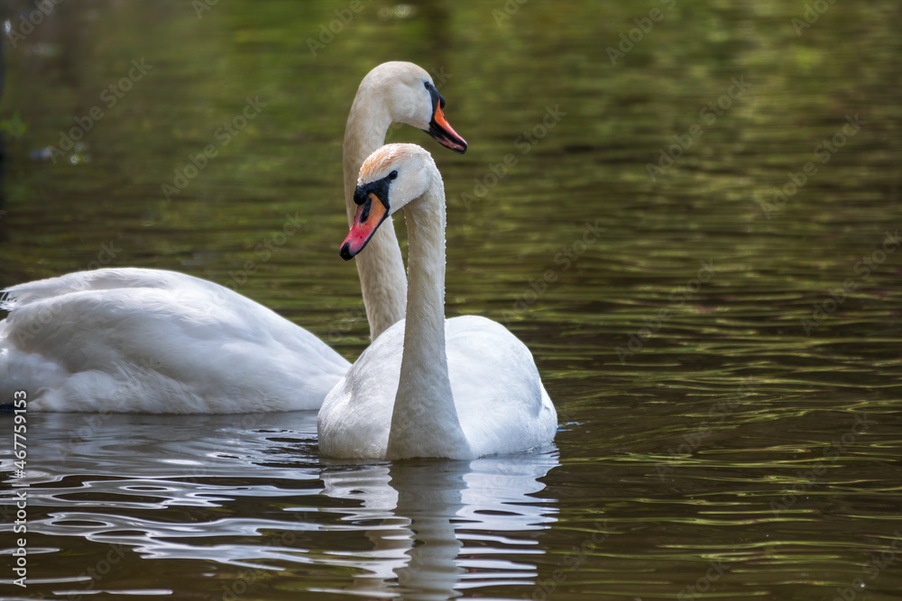 Two graceful white swans swim in the dark water. Two graceful white swans swim in the dark water.