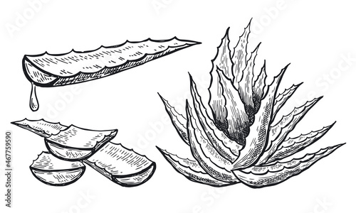 Aloe vera hand drawn illustration.