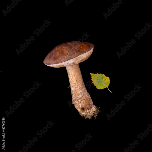 boletus mushrooms on black background