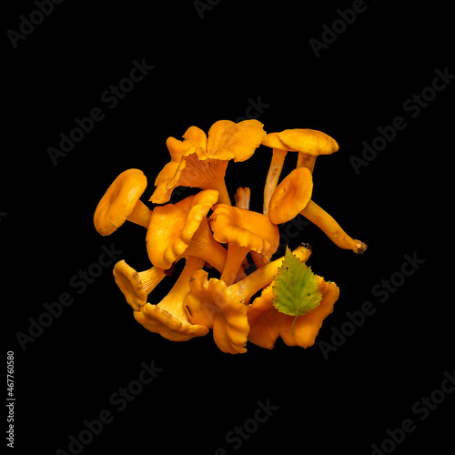 Golden chanterelles on black background