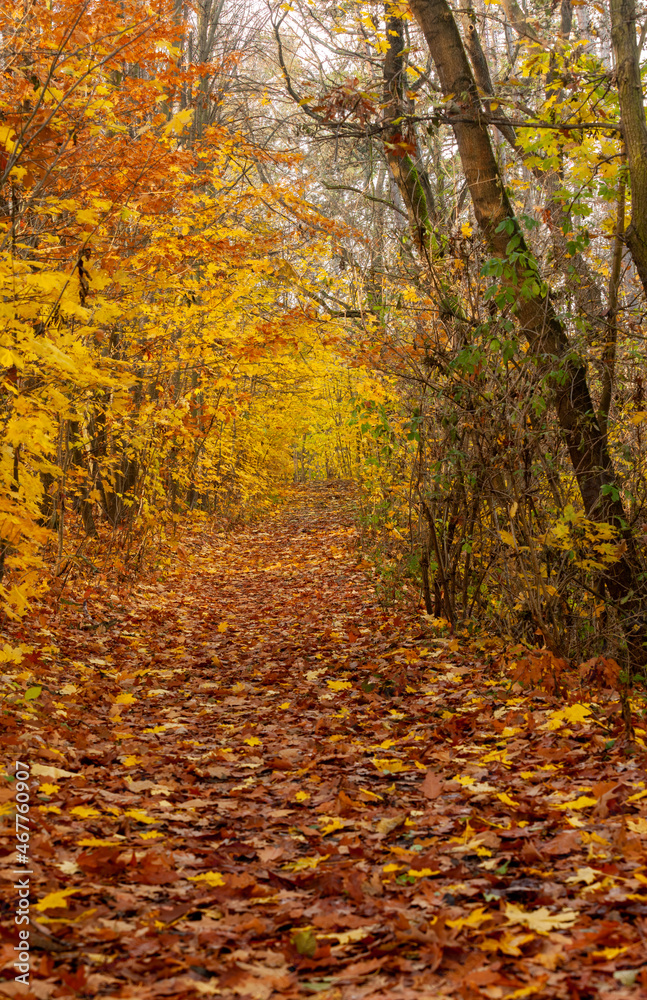 Obraz premium The path under the autumn leaves. The path is covered with dead leaves, all around the trees, maples, still have their yellow orange foliage of autumn.