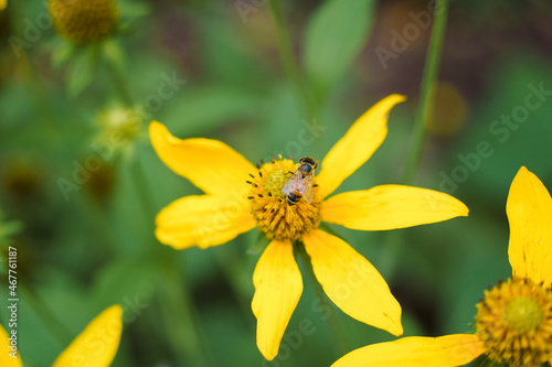 Honey bee pollinates yellow flower. © Jennifer
