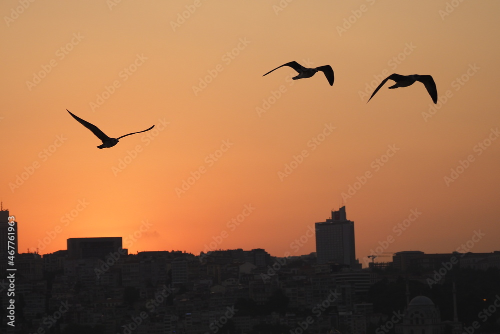 Fototapeta premium seagulls at sunset