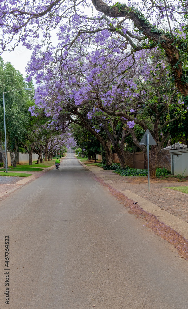 Jacaranda trees blooming in the city of Pretoria, South Africa Jacaranda trees blooming in the city of Pretoria, South Africa