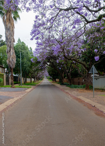 Jacaranda trees blooming in the city of Pretoria, South Africa photo