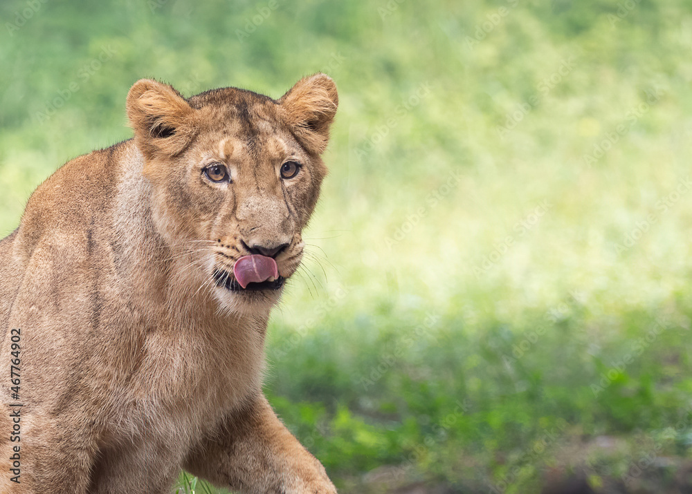Obraz premium A lion cub looking into camera