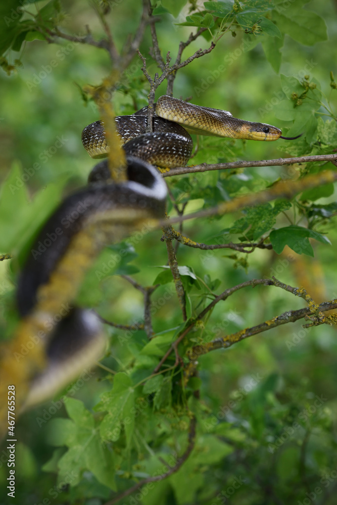 Aesculapian snake on tree branch Aesculapian snake on tree branch