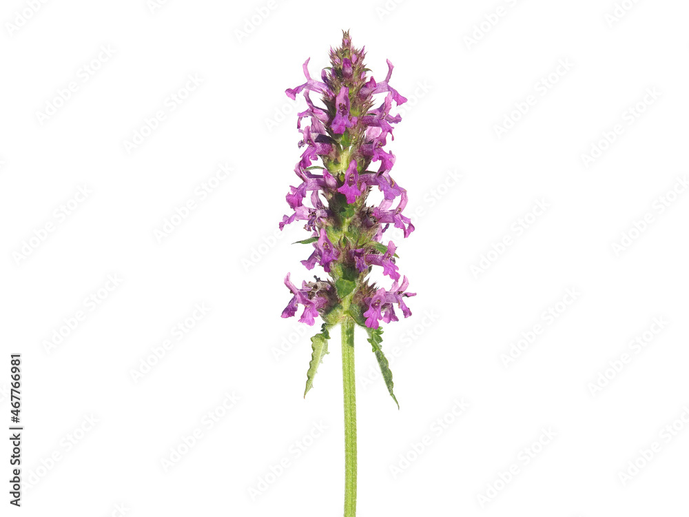 Purple flower o f common hedgenettle isolated on white, Stachys officinalis Purple flower o f common hedgenettle isolated on white, Stachys officinalis