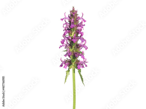 Purple flower o f common hedgenettle isolated on white, Stachys officinalis