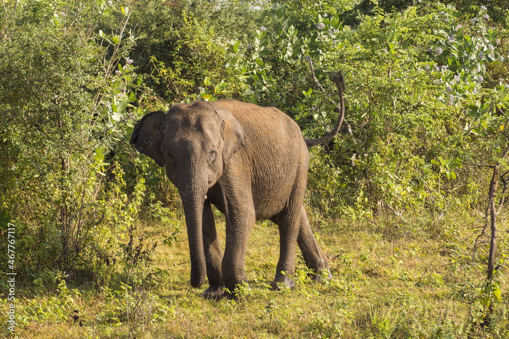 Baby elephant in Udawalawe national park, Sri Lanka