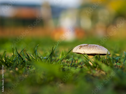 Wild mushroom growing in grass field. Panaeolus subalteatus. Hallucinogenic psilocybin containing mushroom entheogen
