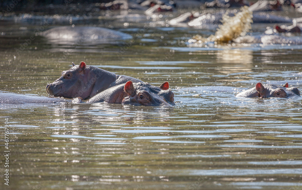 Hippo eyes and ears lurking out of the water in a waterhole of the Serengeti National Park, Tanzania Hippo eyes and ears lurking out of the water in a waterhole of the Serengeti National Park, Tanzania