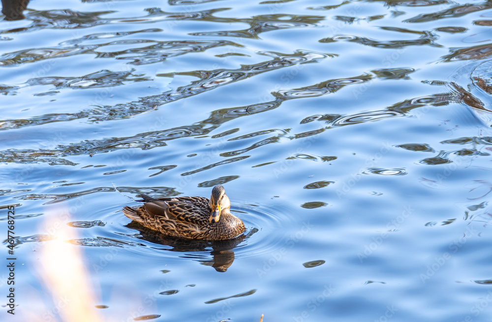 Wild grey duck posing on the water Wild grey duck posing on the water