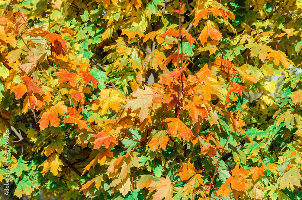 Yellow, autumn maple tree in the Park, colorful red and orange leaves. Indian summer. Foliage. Yellow, autumn maple tree in the Park, colorful red and orange leaves. Indian summer. Foliage.