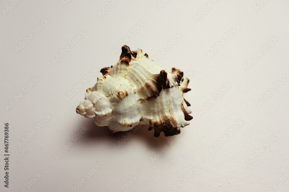 Beautiful conch shell isolated on white background Beautiful conch shell isolated on white background