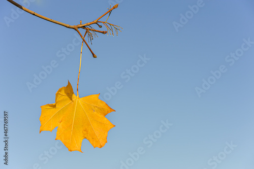 Yellow lonely maple leaf on the branch isolated on blue background. Loneliness and autumn concept. photo