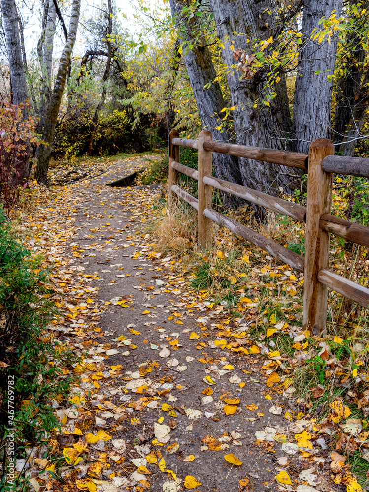 Footpath leads through a autumn forest leading over a stream Footpath leads through a autumn forest leading over a stream