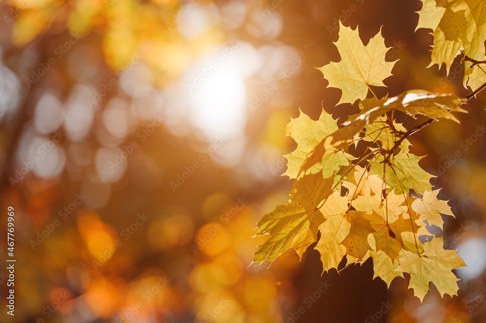 Fototapeta premium Autumn leaves of maple tree on blurred nature background. Shallow focus. Fall sun bokeh.