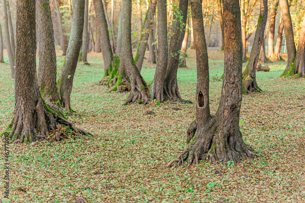 Colorful trunks of trees, close-up. Idyllic fairy autumn landscape. The tree with the hollow in the foreground. Green, orange and yellow leaves. Mysterious light in the background.