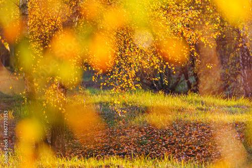 Golden birch forest. Panoramic view. Green, orange, yellow, red leaves, close-up. Autumn background with orange, yellow leaves and golden sun lights, natural bokeh. Copy space, banner.