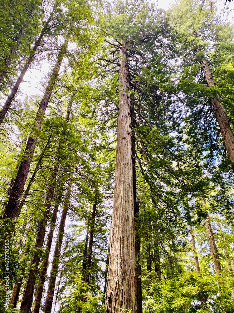 Fototapeta premium trees in the woods