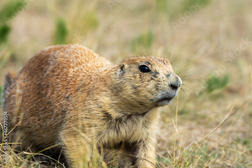 Ground Hog at Devils Tower National Monument, Wyoming