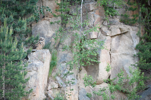 Eurasian eagle-owl juveniles on the rock of their nest