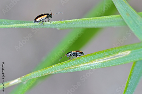 Barley Flea Beetle Phyllotreta vittula on damaged cereal leaf. It is pest of many plants, mainly cereals.