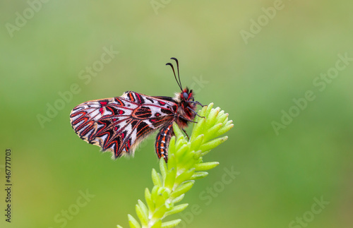 a scalloped red butterfly, Zerynthia polyxena