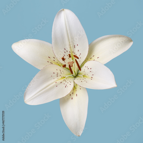 Delicate white lily flower isolated on blue background.