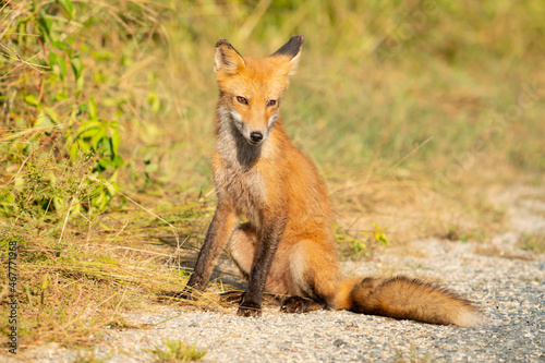 A young wild born brown and red fox sits at the side of the road while learning to hunt scavenge and survive on its own in summer heat after its mother was killed by nearby property owners © _ _