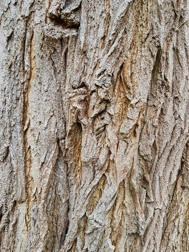 Beautifully patterned bark of an old oak tree 