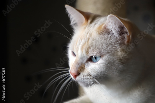 Portrait de chat roux et blanc