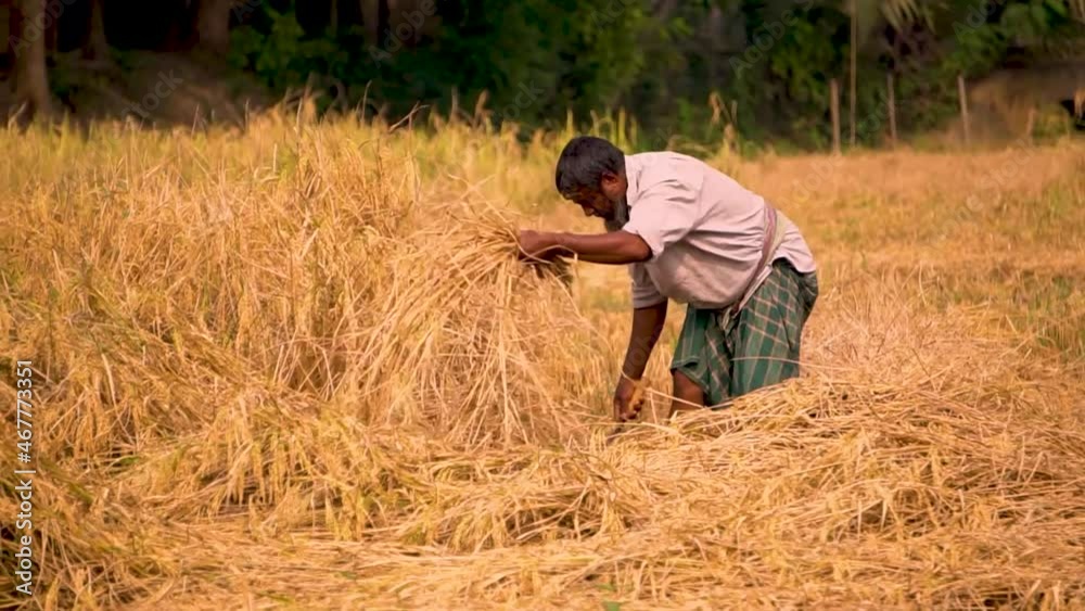A farmer is cutting paddy in the field. A farmer is cutting paddy in the field.