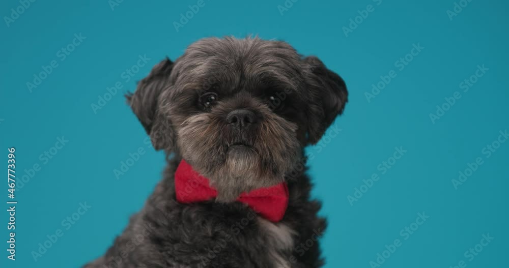 cute little metis dog being distracted by something and wearing a red bowtie cute little metis dog being distracted by something and wearing a red bowtie