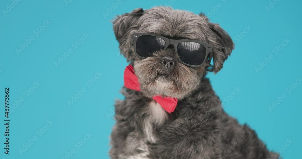 cool metis dog sniffing something around, wearing a red bowtie and sunglasses cool metis dog sniffing something around, wearing a red bowtie and sunglasses