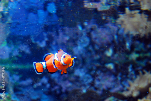 Orange white and black clownfish