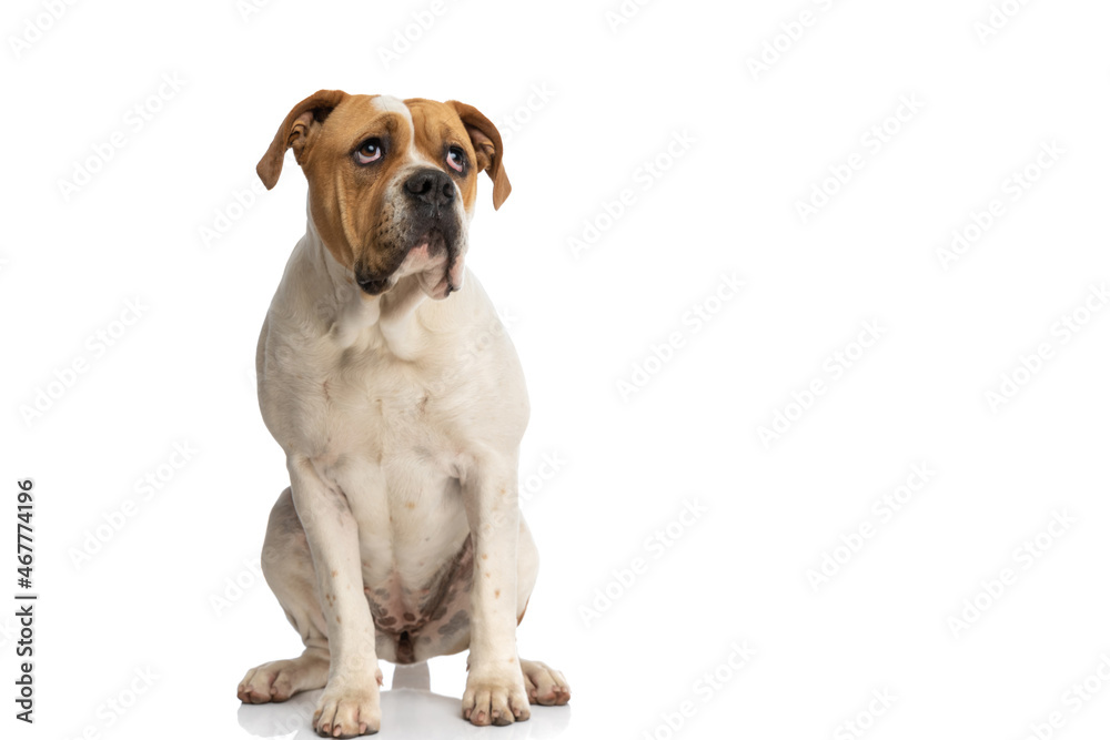 seated adorable american bulldog looking up and feeling bored